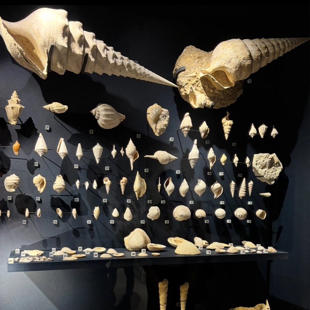 Musée du Vin archéologique