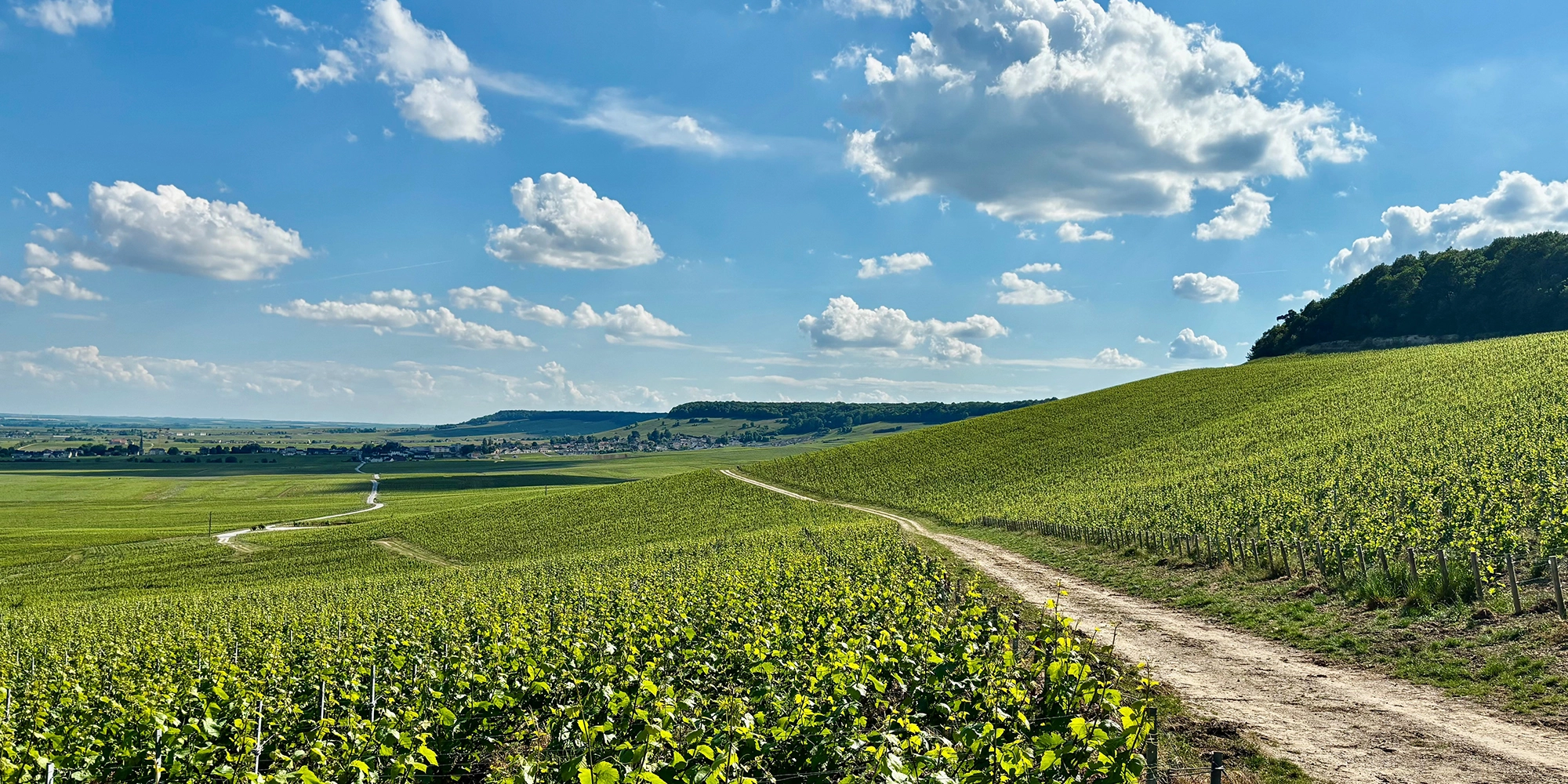 cote-des-blancs-diaporama6-1